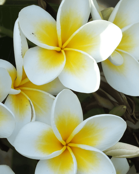 Perfection After Shower/Bath Body Oil