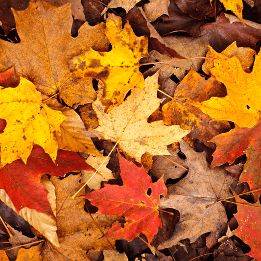 Fall Leaves Emulsified Sugar Scrub